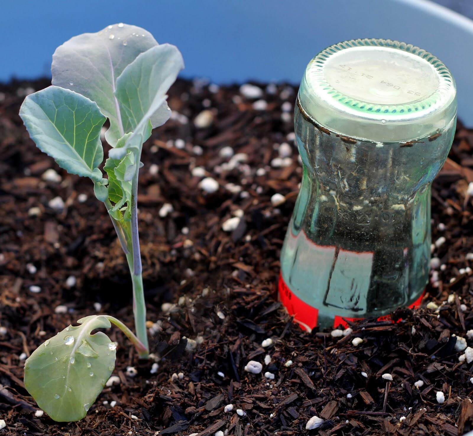 Recycled glass bottle with plant