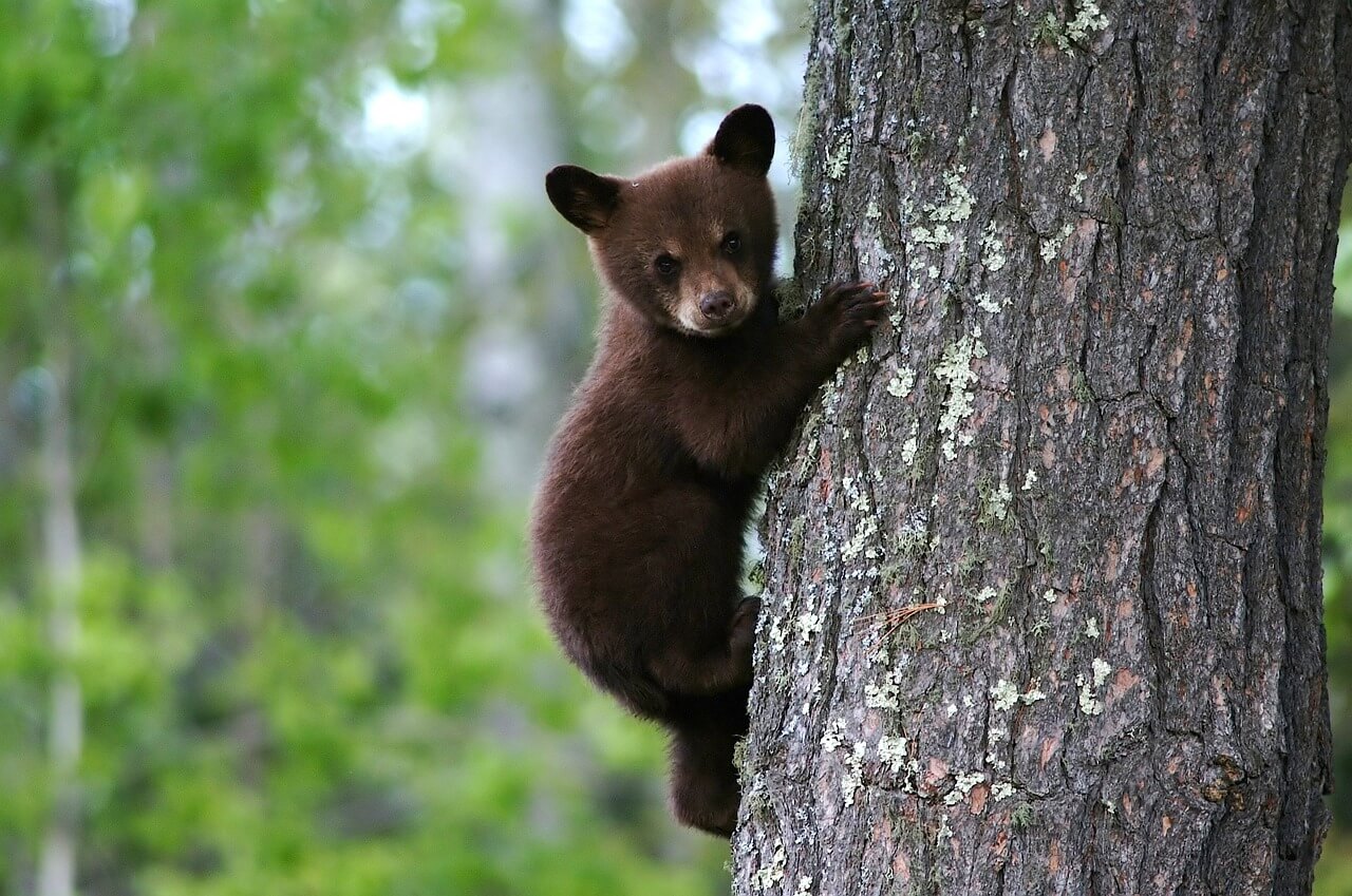 bear in Shenandoah valley, VA